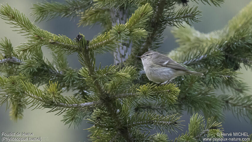 Hume's Leaf Warbler