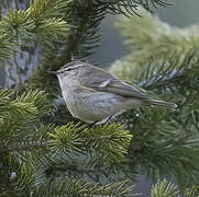 Hume's Leaf Warbler