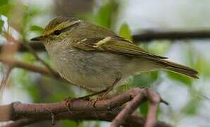 Pallas's Leaf Warbler