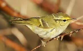 Pallas's Leaf Warbler