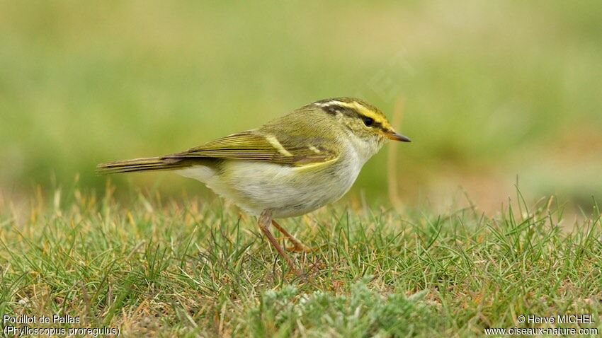 Pallas's Leaf Warbler