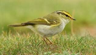 Pallas's Leaf Warbler