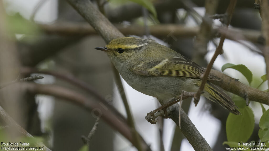 Pallas's Leaf Warbler