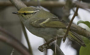 Pallas's Leaf Warbler