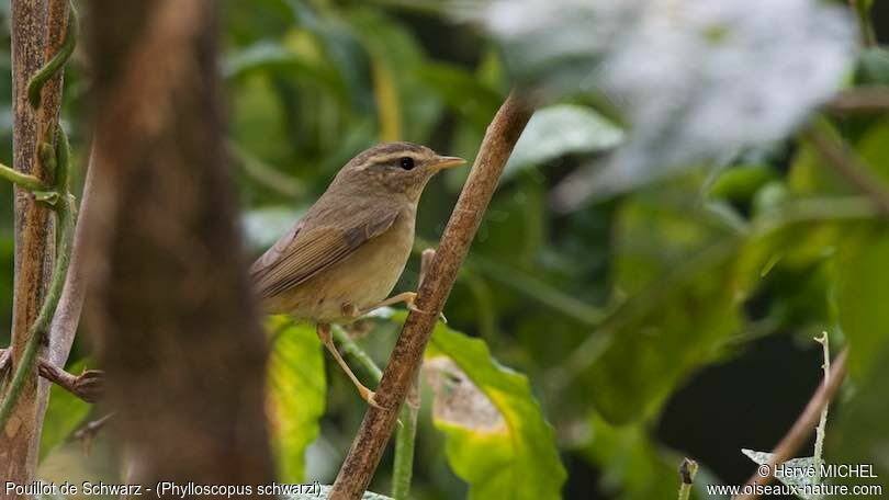 Radde's Warbler