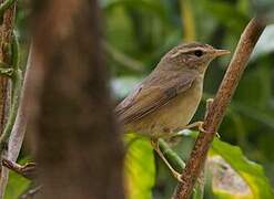 Radde's Warbler