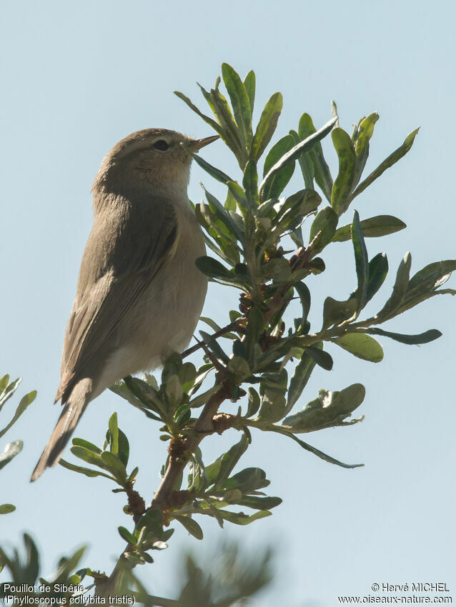 Common Chiffchaff (tristis)adult breeding