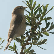 Common Chiffchaff (tristis)