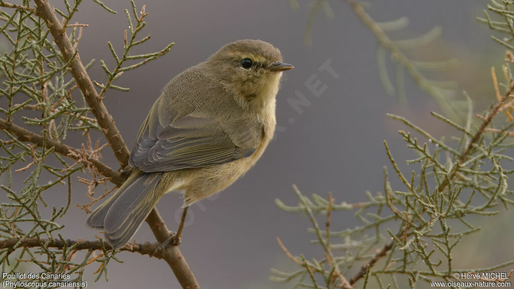 Pouillot des Canaries mâle adulte