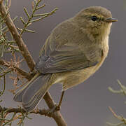 Canary Islands Chiffchaff