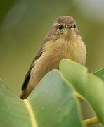 Canary Islands Chiffchaff