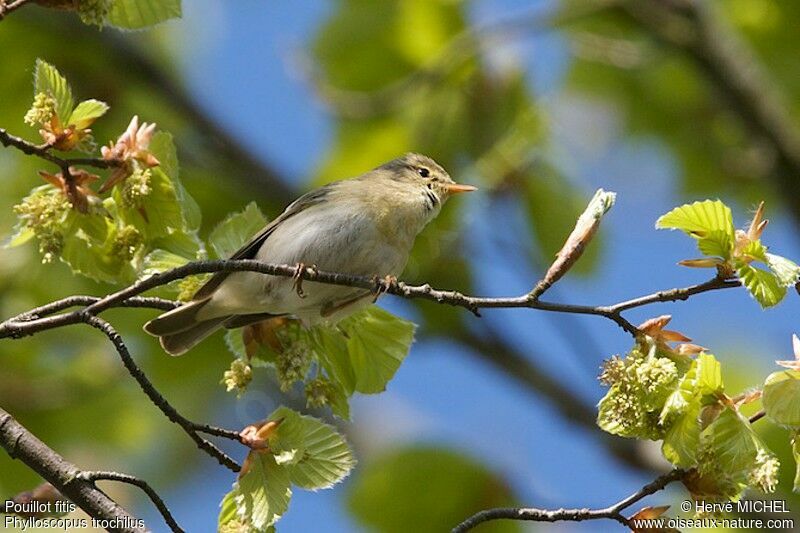 Willow Warbler male adult breeding, identification