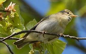 Willow Warbler