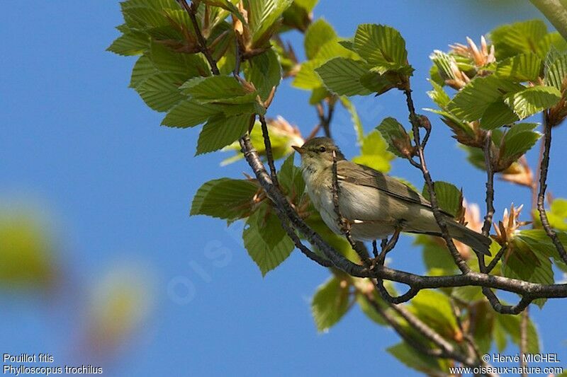 Pouillot fitis mâle adulte nuptial, identification