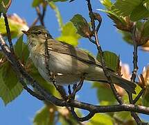 Willow Warbler