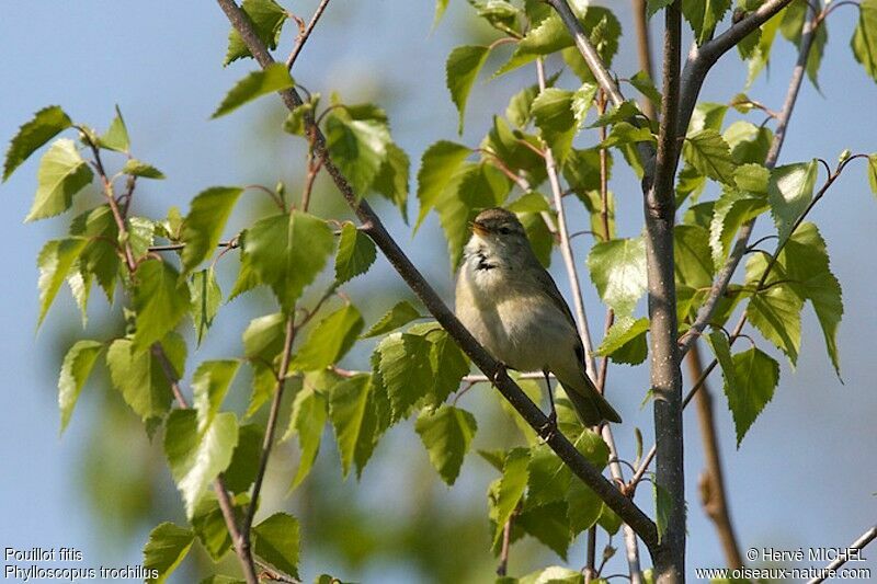 Willow Warbler male adult breeding, identification