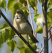 Willow Warbler