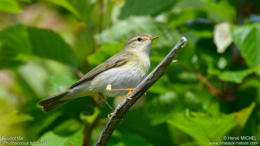 Willow Warbler male adult breeding