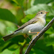 Willow Warbler