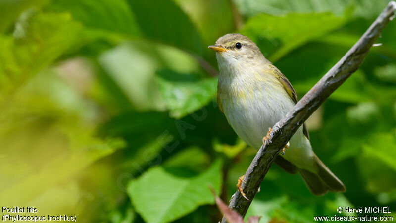 Willow Warbler male adult breeding