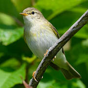 Willow Warbler