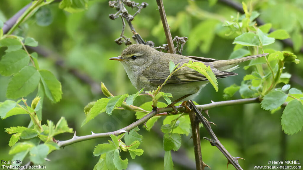 Willow Warbler male adult breeding