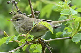 Willow Warbler