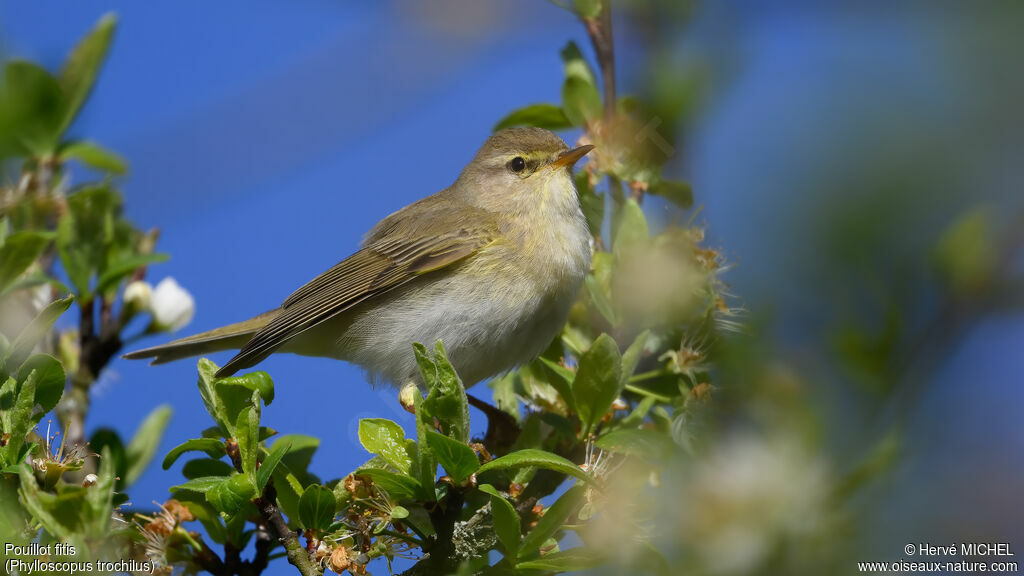 Pouillot fitis
