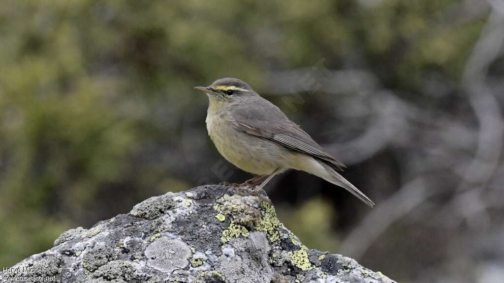 Pouillot griséoleadulte nuptial, identification