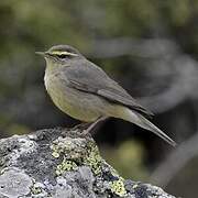 Sulphur-bellied Warbler