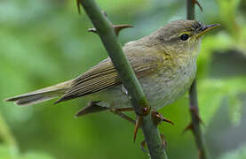 Iberian Chiffchaff