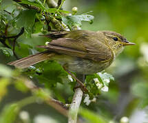 Iberian Chiffchaff