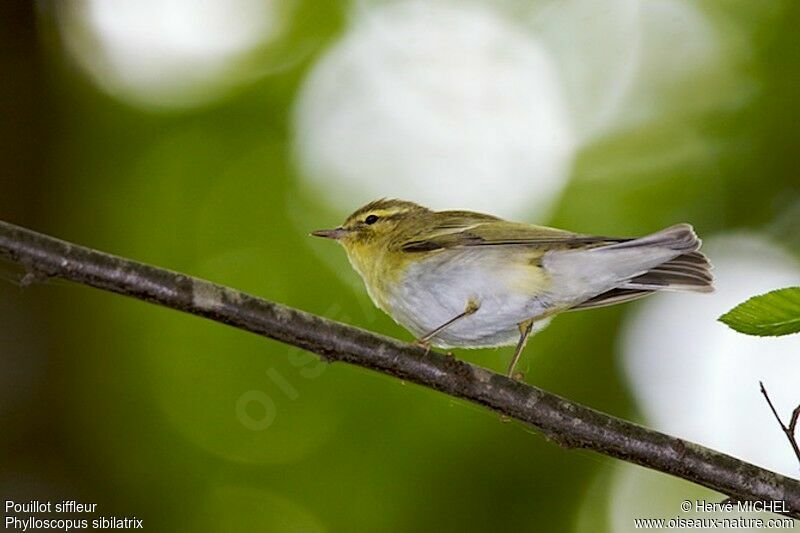 Wood Warbler male adult breeding, identification