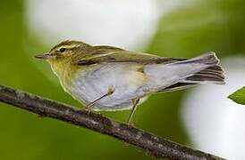 Wood Warbler