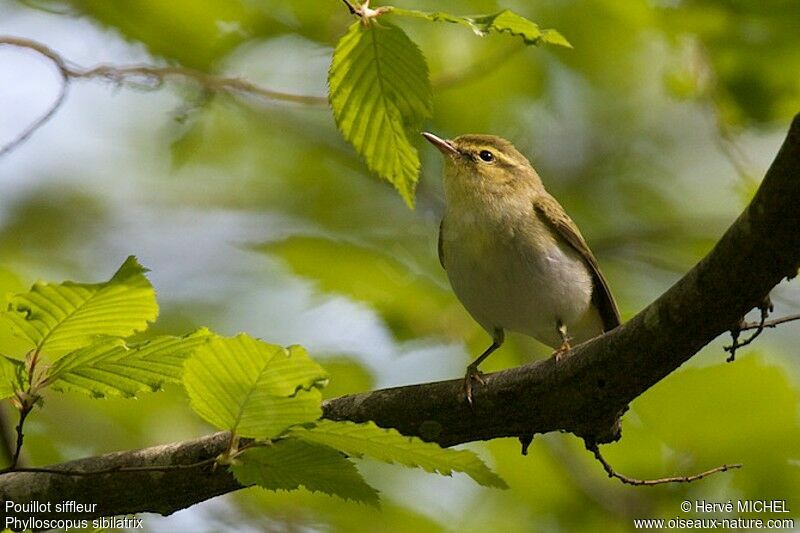 Wood Warbler male adult breeding, identification