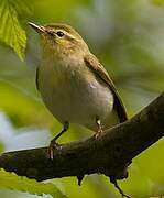 Wood Warbler