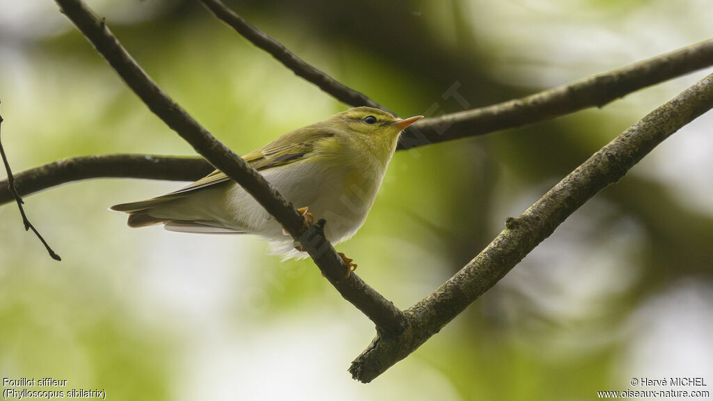 Wood Warbler male adult breeding