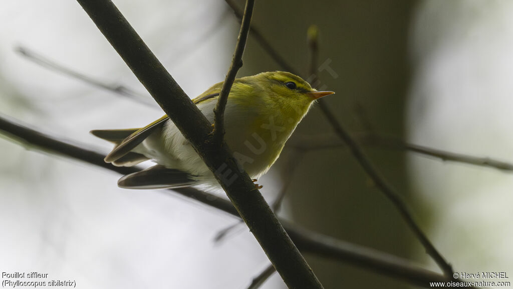 Wood Warbler