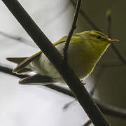 Wood Warbler