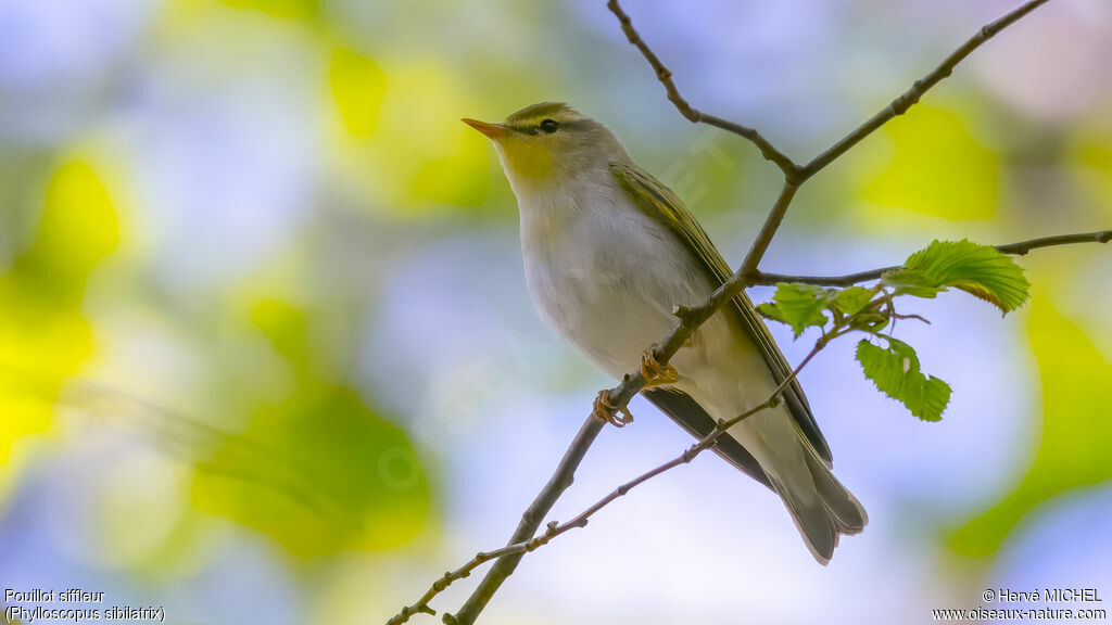 Wood Warbler