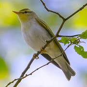 Wood Warbler