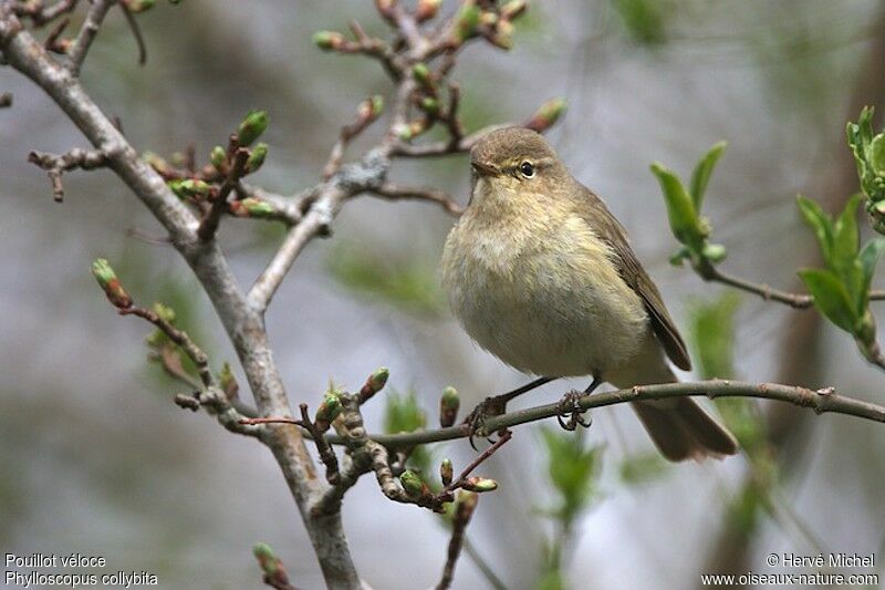 Common Chiffchaff male adult breeding