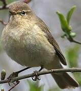 Common Chiffchaff