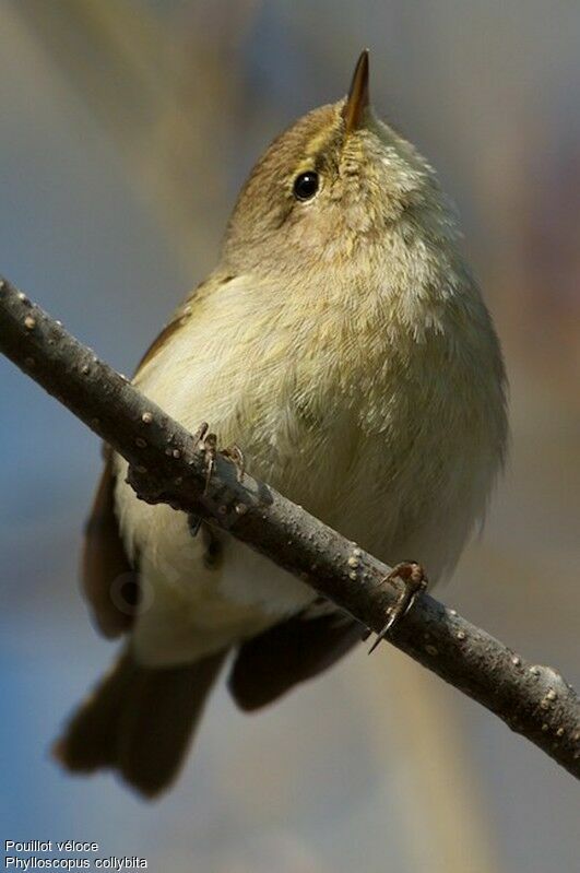 Common Chiffchaff male adult breeding, identification