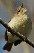 Common Chiffchaff