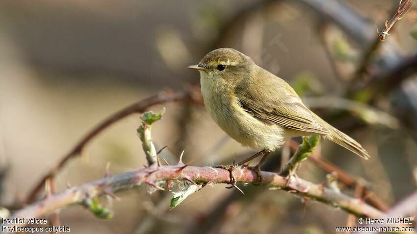 Common Chiffchaff male adult breeding