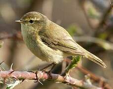 Common Chiffchaff