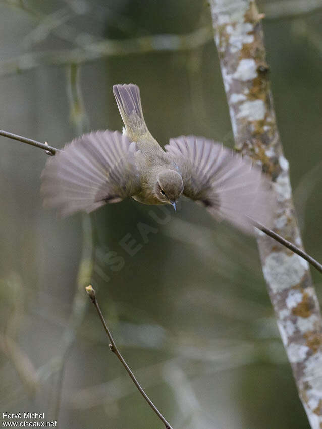 Common Chiffchaffadult, pigmentation, Flight