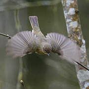 Common Chiffchaff