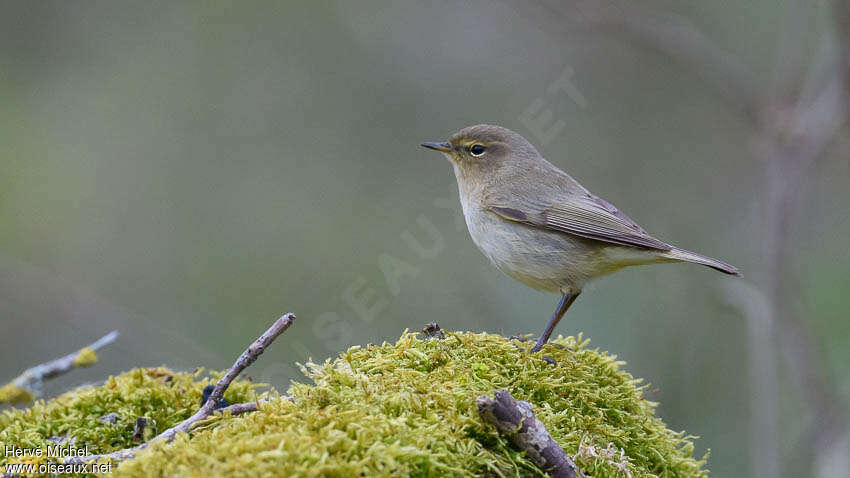 Pouillot véloceadulte, identification